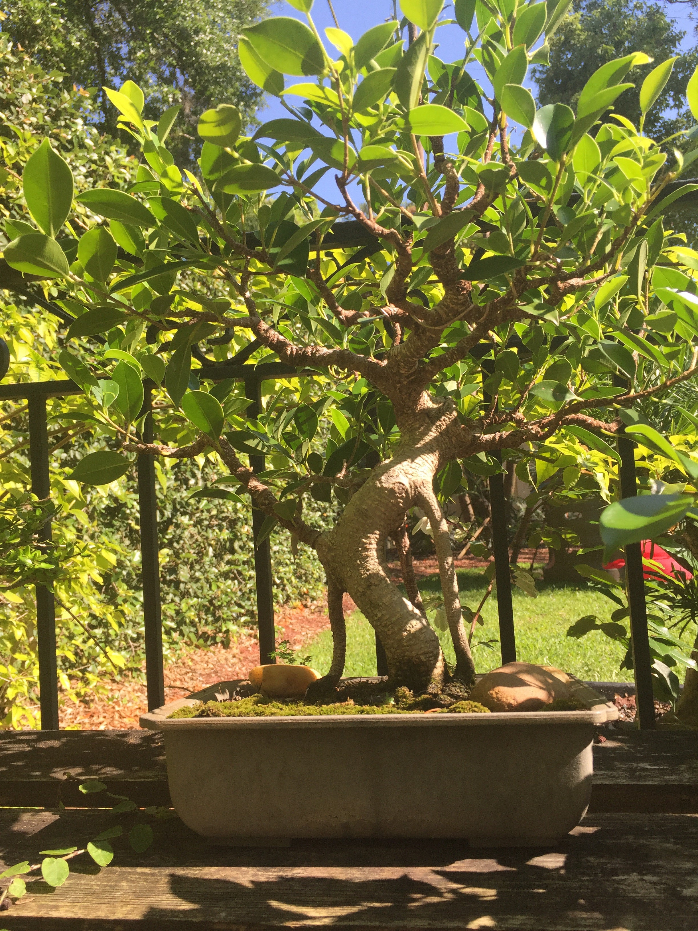 Bonsai Bonanza-The Health Benefits of Gardening! Welcome to my house.